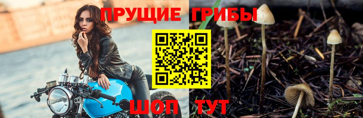 Псилоцибиновые грибы Psilocybe  Вход с VPN  Выборг 